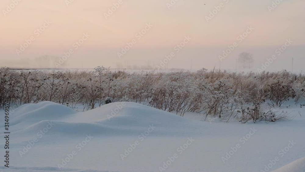 winter landscape. Dry grass in a field under a layer of snow. Beautiful winter landscape. winter landscape. Dry grass in a field under a layer of snow. Beautiful winter landscape.