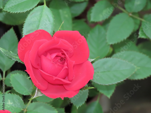 Spring Blossom. Red Rosebud. Blooming flower