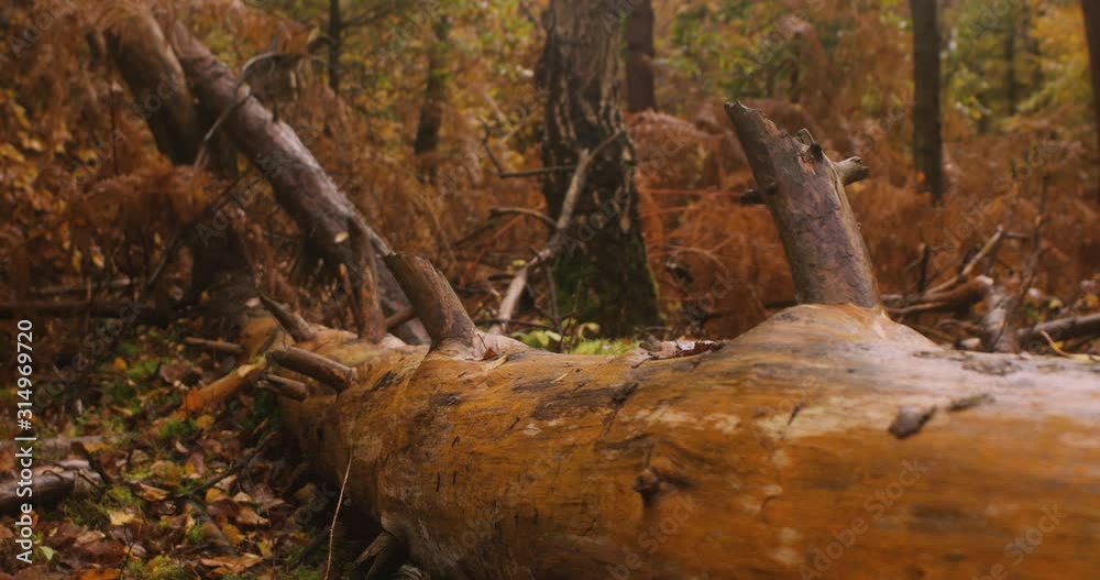 Slow moving slider shot of a fallen tree during autumn. Slow moving slider shot of a fallen tree during autumn.