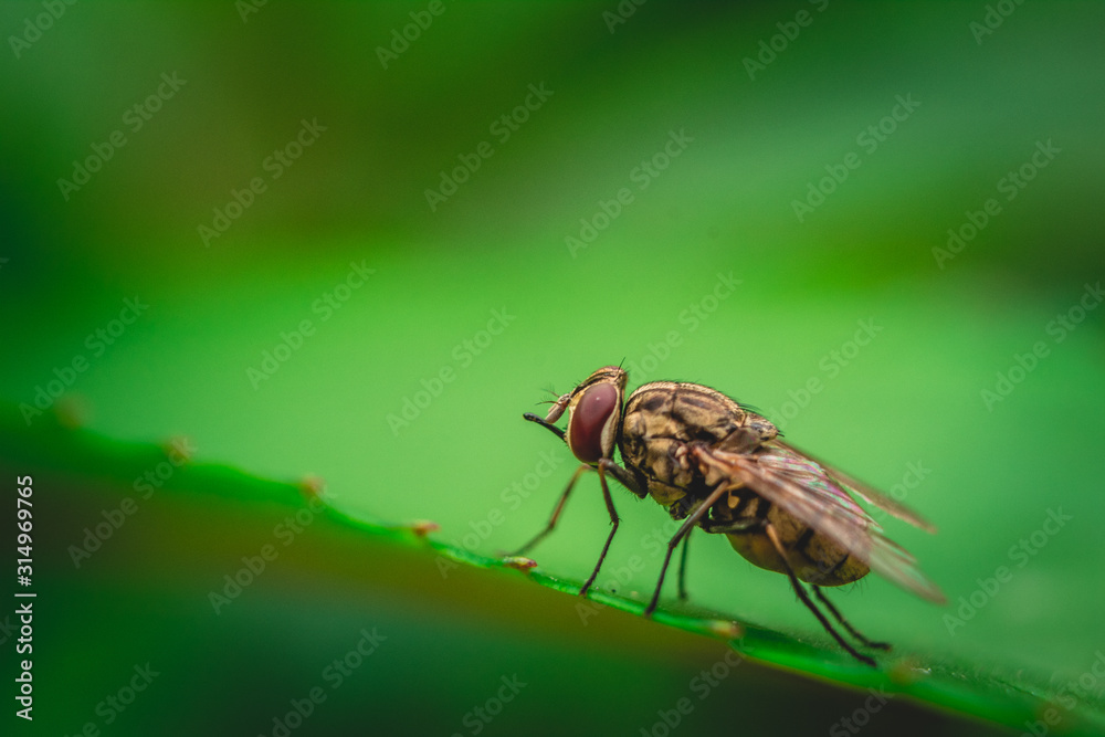 Fototapeta premium Close up of house fly insect on green leaf, Blurred background and selective focus