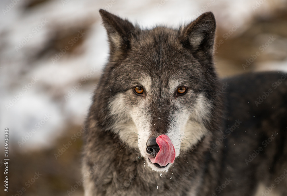 Northern Timber Wolf in the mountains