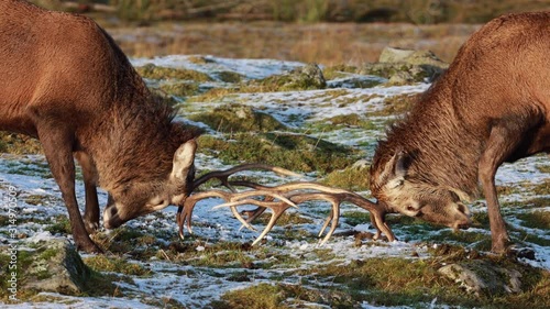 Red deer stags close up, Cervus elaphus, fighting upon partially snow covered moor/heather during winter/January in Scotland.