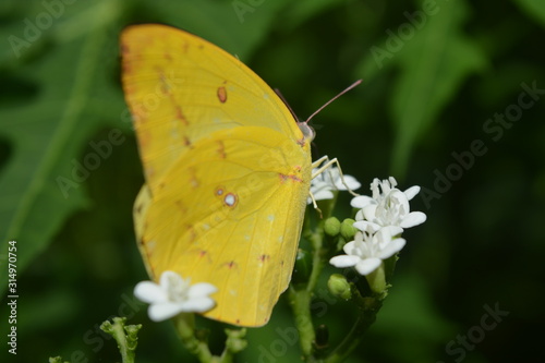 yellow butterfly on white flower © Muhammad