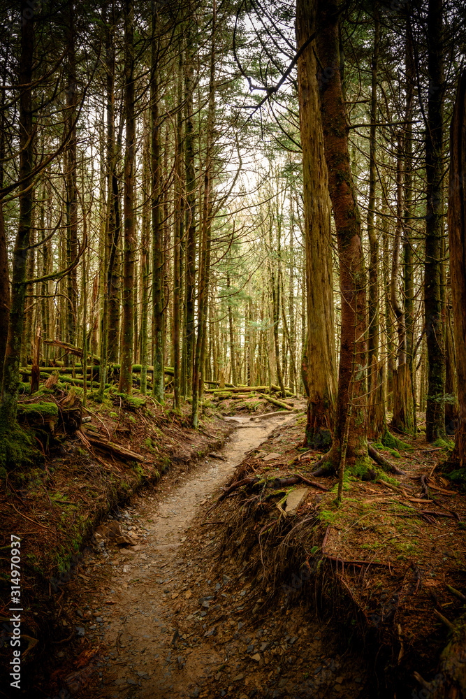Obraz premium Sunken Trail Through Mossy Forest