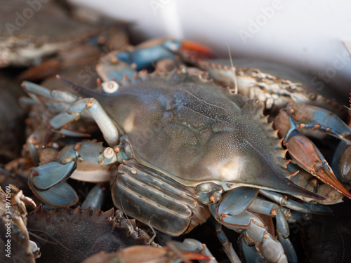 Light Blue Crab