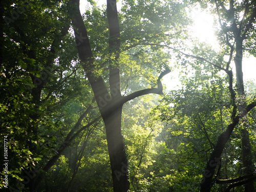 Sun Rays through trees