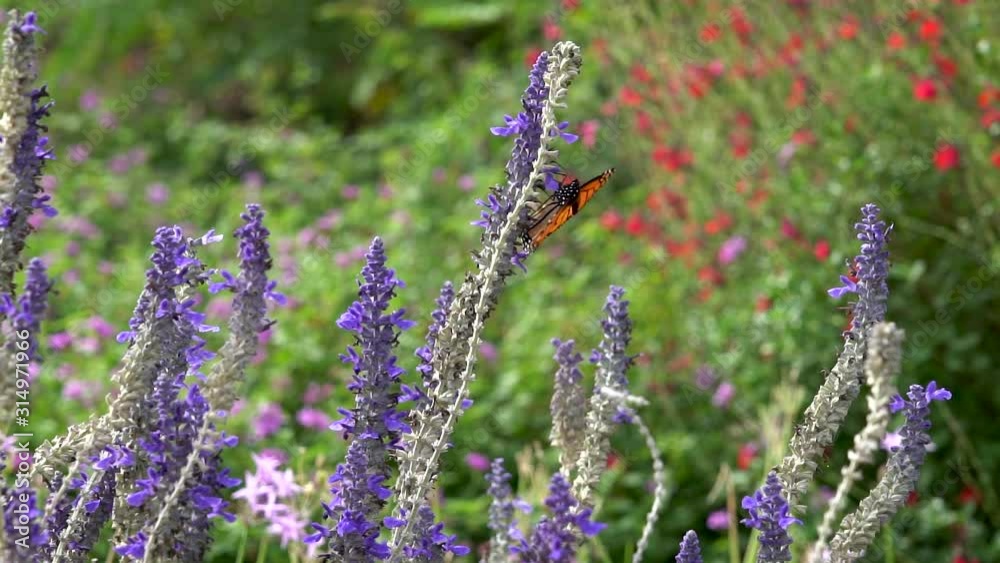 A single monarch butterfly flaps its wings twice, shot in profile. A single monarch butterfly flaps its wings twice, shot in profile.
