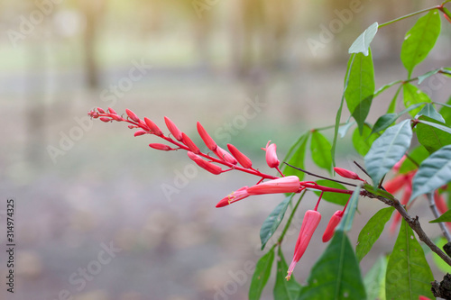 Red flower of Bitterwood or Quassia is Thai herb. The properties of the root is to help fever and aid digestion. photo