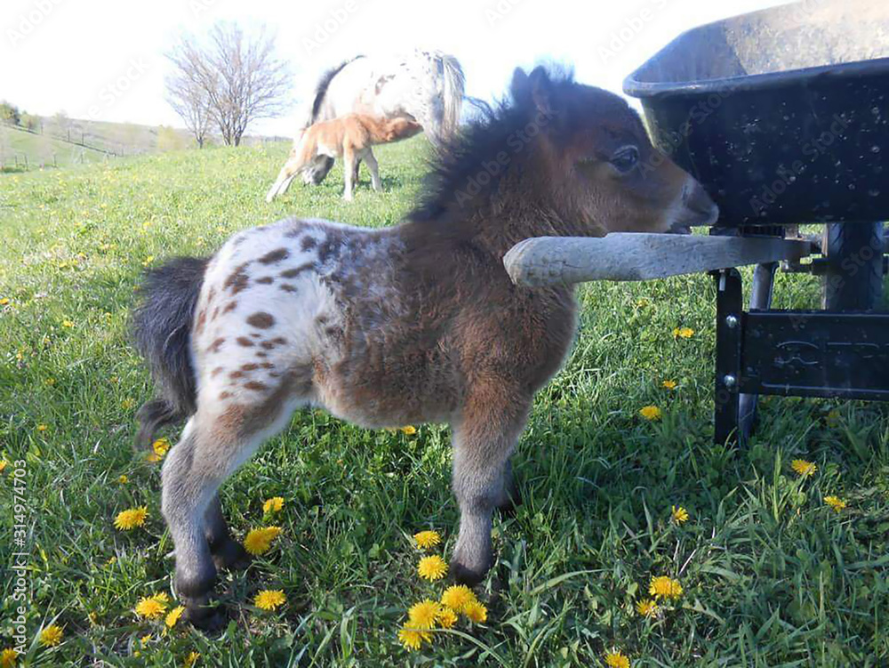 Foto Stock Mini Pony