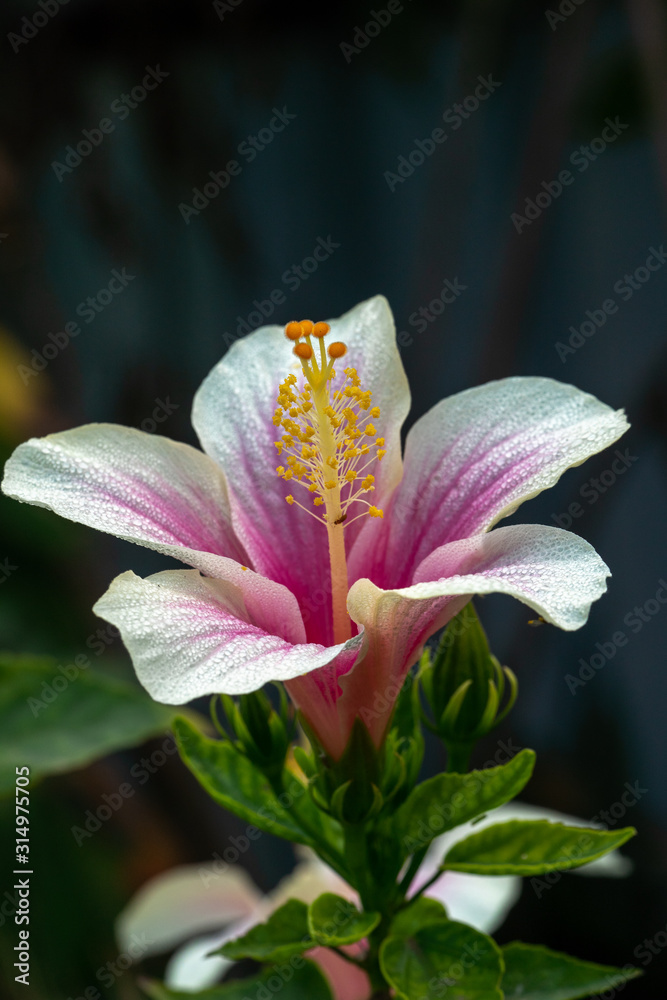Fototapeta premium Hibiscus genevii flower in full bloom at a garden