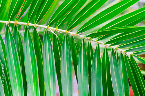 Palm tree with thin leaves. Summer concept of rest and relation in tropical climate.
