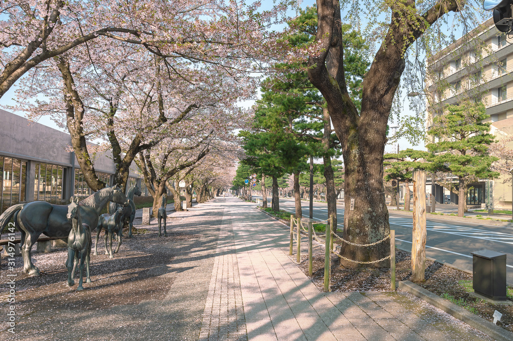【青森県十和田市】十和田市官庁街通りの桜並木
