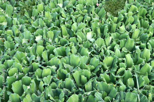 background of green leaves