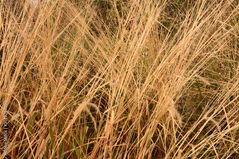 Fototapeta premium golden grass background