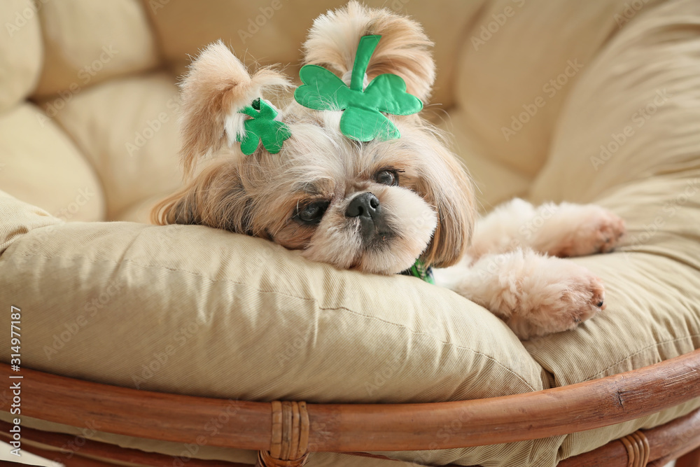 doggy lounge chair