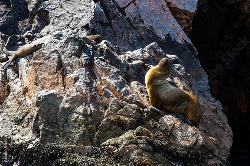Sea lions bask in the sun on a rock Ballestas Islands, Paracas Nature Reserve, Peru, Latin America.