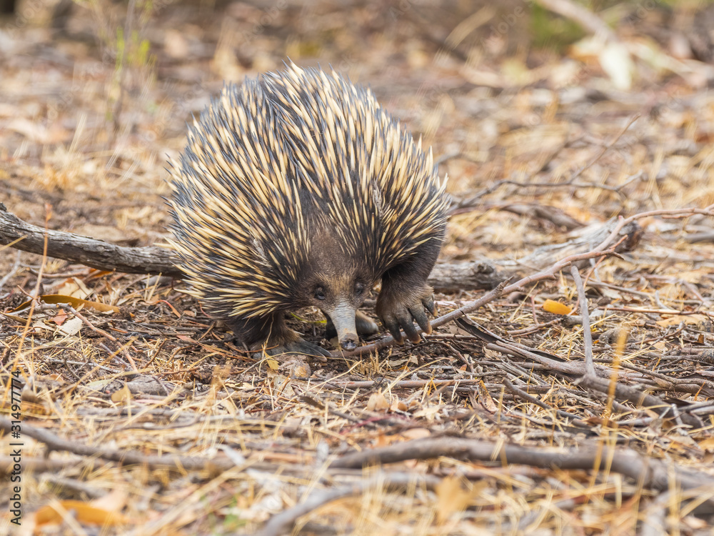 The Short-beaked Echidna (Tachyglossus aculeatus) is covered in fur and ...
