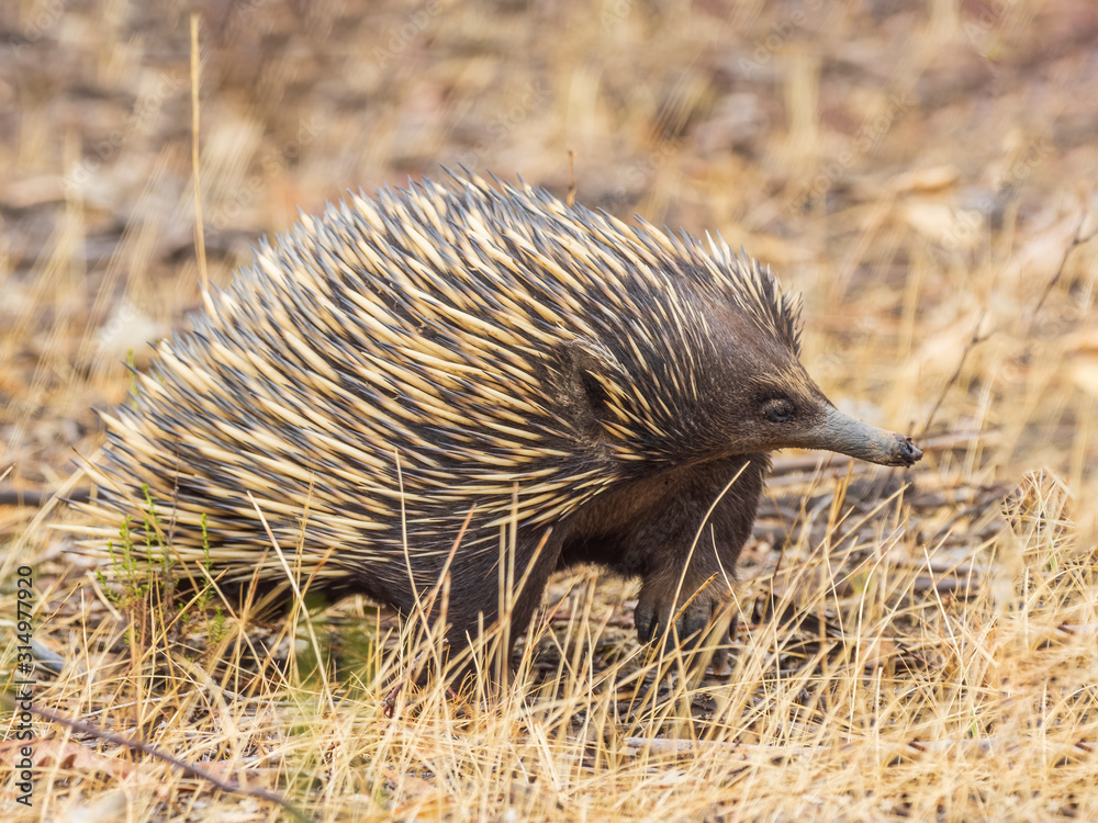 The Short-beaked Echidna (Tachyglossus aculeatus) is covered in fur and ...