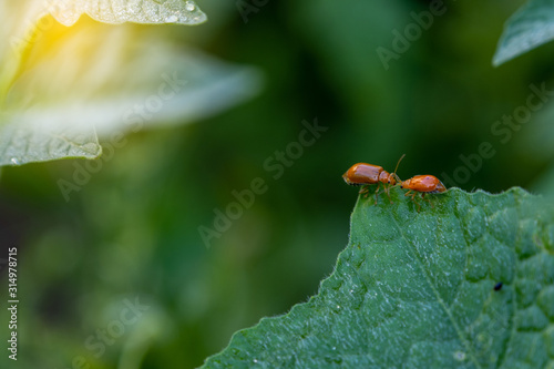 Couple of ladybugs on a Pumpkin leaves over green background © Peerapixs