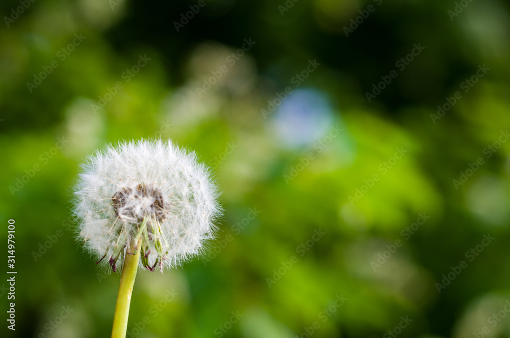 Dandelion seeds in sunlight on spring green background, macro, close-up Dandelion seeds in sunlight on spring green background, macro, close-up