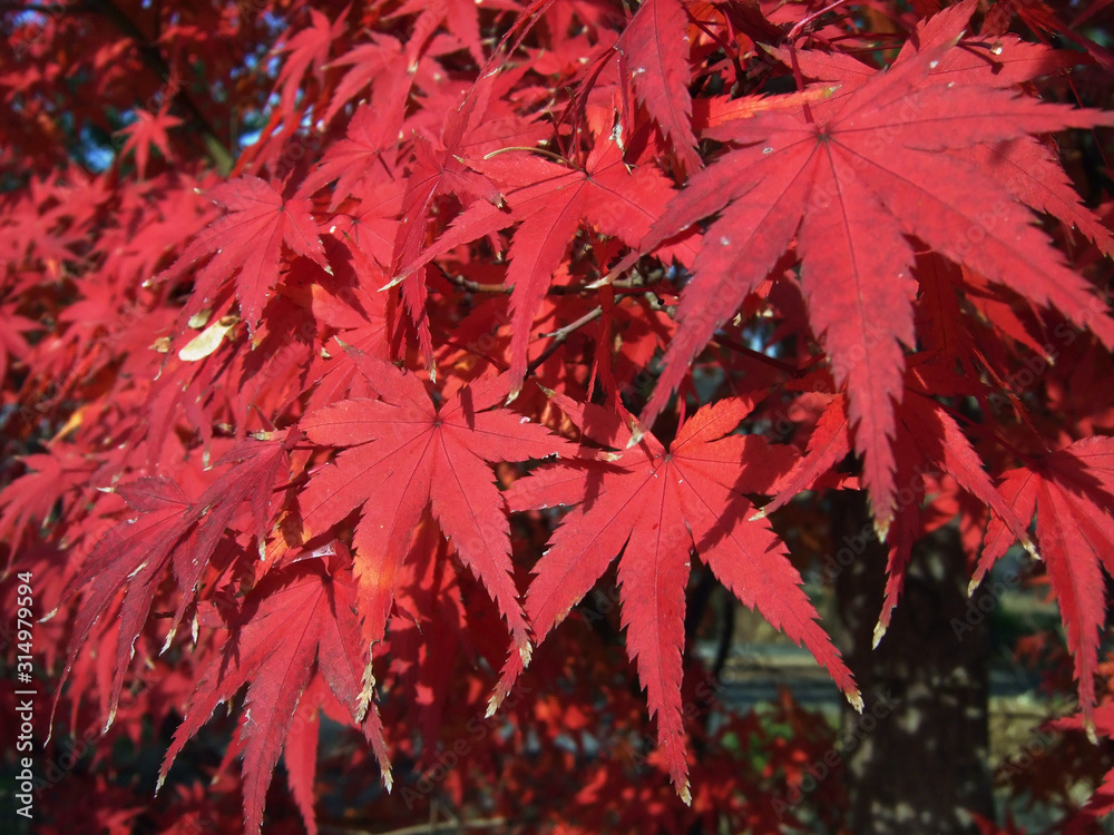 Maple tree red leaves in Autumn. Natural background of acer fall season foliage Maple tree red leaves in Autumn. Natural background of acer fall season foliage