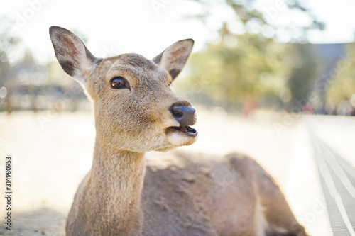 Closed up shot Cute deer in the Nara park.