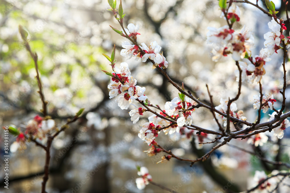 Blossoming cherry trees in spring. Sakura branches with sunlight. Nature background