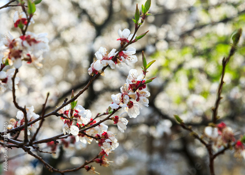 Blossoming cherry trees in spring. Sakura branches with sunlight. Nature background © Natali