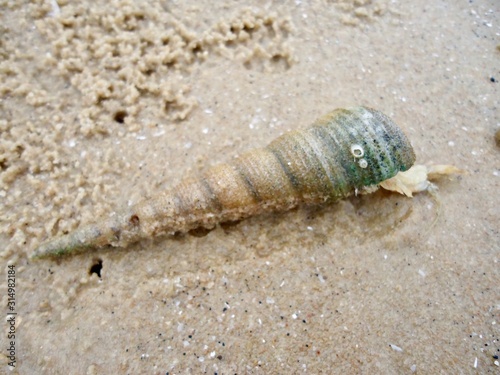Conch shell Sea shell  wildlife of ocean