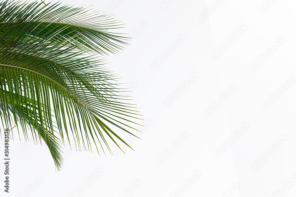 Coconut leaves isolated on white background.tropical foliage