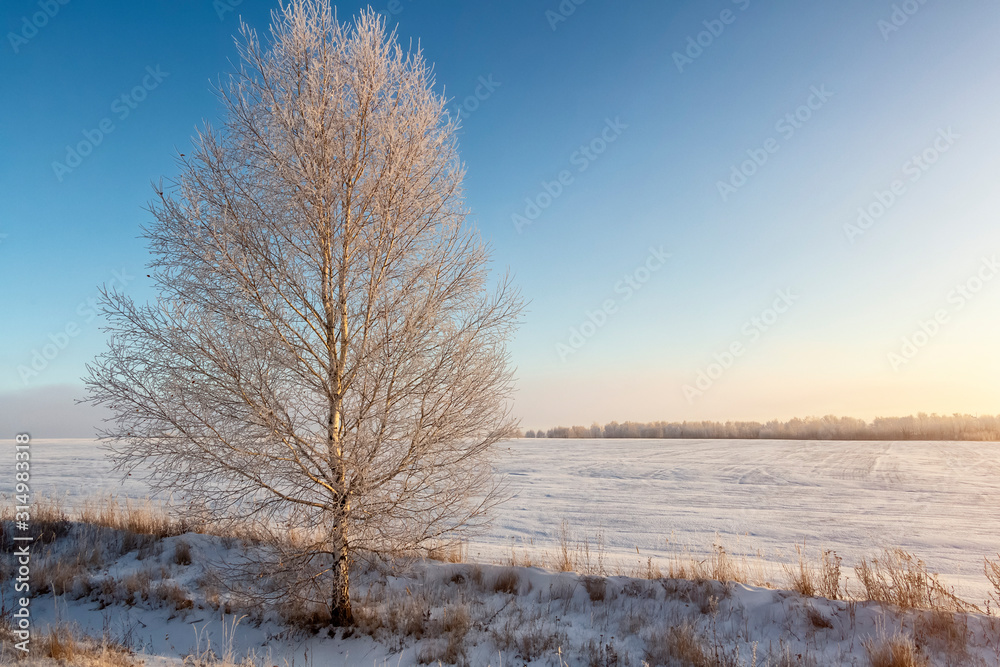 Birch trees in hoarfrost in the rays of the rising sun. Birch trees in hoarfrost in the rays of the rising sun.