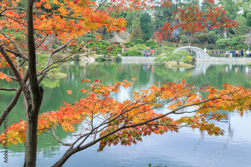 Hiroshima, Shukkeien Garden with Branch of Orange Maple Tree and  Rainbow Bridge in Autumn over pond Japan