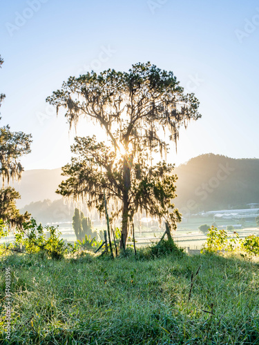 A tree covering the dawn in the Constanza valley