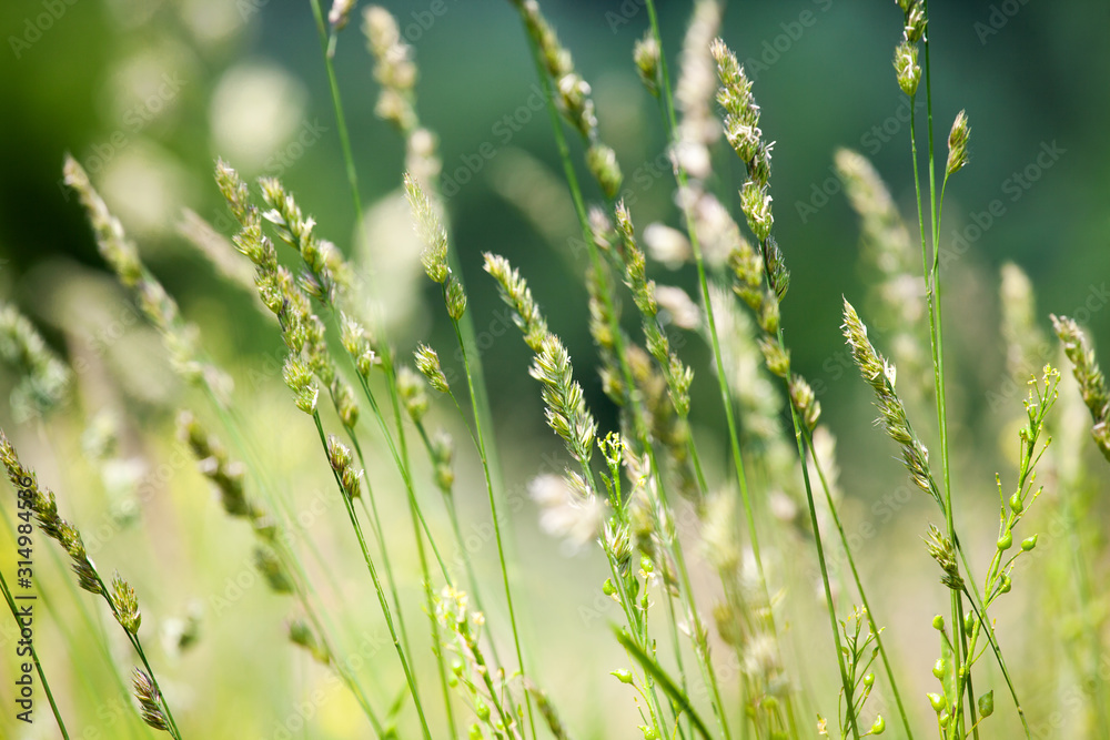 Fresh wild green grass field on blurred bokeh background closeup, ears on meadow soft focus macro, beautiful sunny summer day lawn, spring season nature landscape, natural delicate green grass texture Fresh wild green grass field on blurred bokeh background closeup, ears on meadow soft focus macro, beautiful sunny summer day lawn, spring season nature landscape, natural delicate green grass texture
