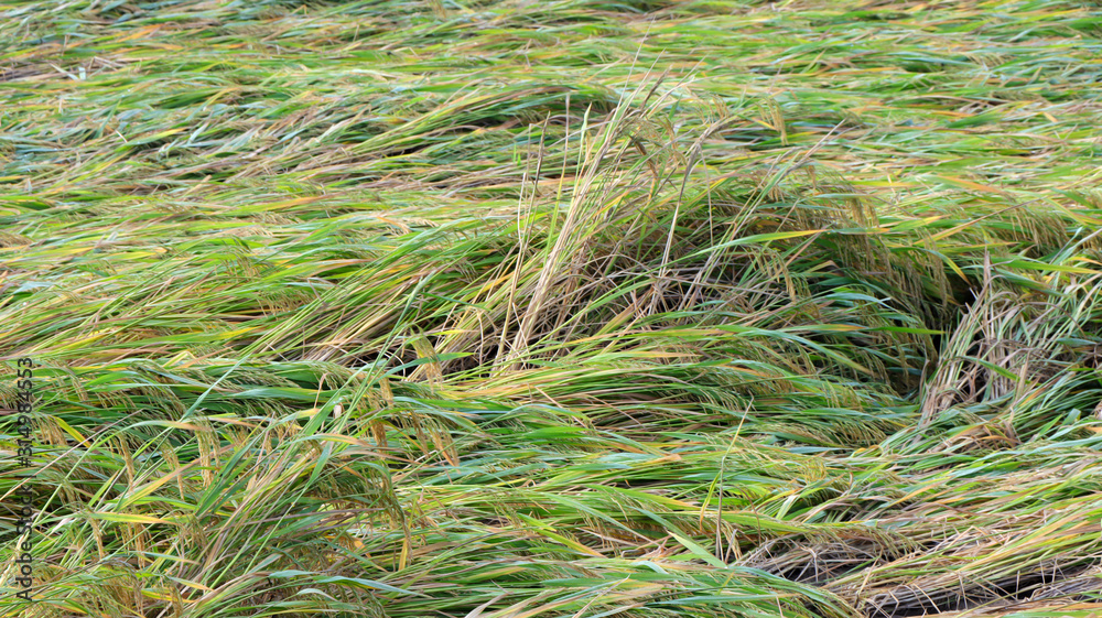 Closeup of Fresh Green Sugarcane Leaves - Stock Image Closeup of Fresh Green Sugarcane Leaves - Stock Image