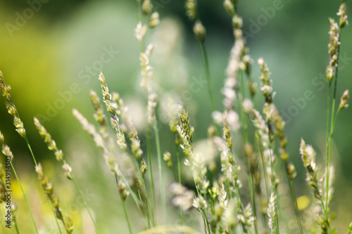 Fresh wild green grass field on blurred bokeh background closeup, ears on meadow soft focus macro, beautiful sunny summer day lawn, spring season nature landscape, natural delicate green grass texture