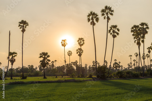 Rice fields with palm sugar palm trees and sun light at Pathum Thani, Thailand © Sek