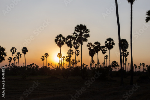 Rice fields with palm sugar palm trees and sun light at Pathum Thani  Thailand