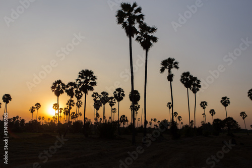 Rice fields with palm sugar palm trees and sun light at Pathum Thani  Thailand