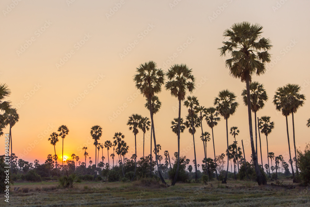 Rice fields with palm sugar palm trees and sun light at Pathum Thani, Thailand