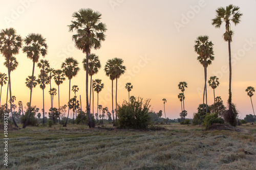 Rice fields with palm sugar palm trees and sun light at Pathum Thani, Thailand