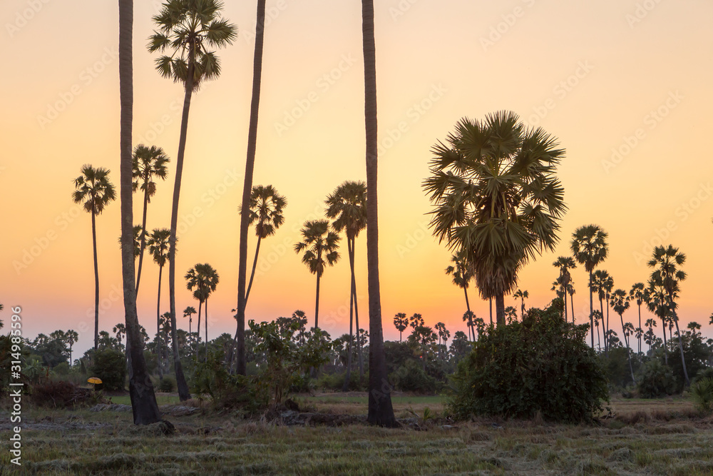 Obraz premium Rice fields with palm sugar palm trees and sun light at Pathum Thani, Thailand