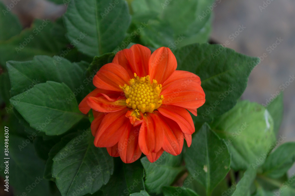 Orange Dahlia pinnata or Garden Dahlia, Close up with selective focus Orange Dahlia pinnata or Garden Dahlia, Close up with selective focus