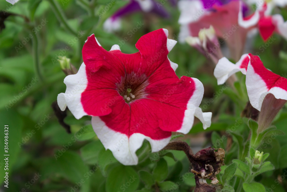 Obraz premium Frost 'Fire' Single Grandiflora Petunia 