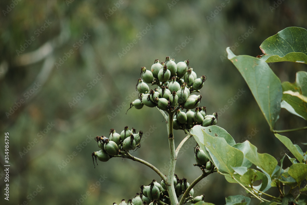 Fototapeta premium Closeup shot of the seeds of plant