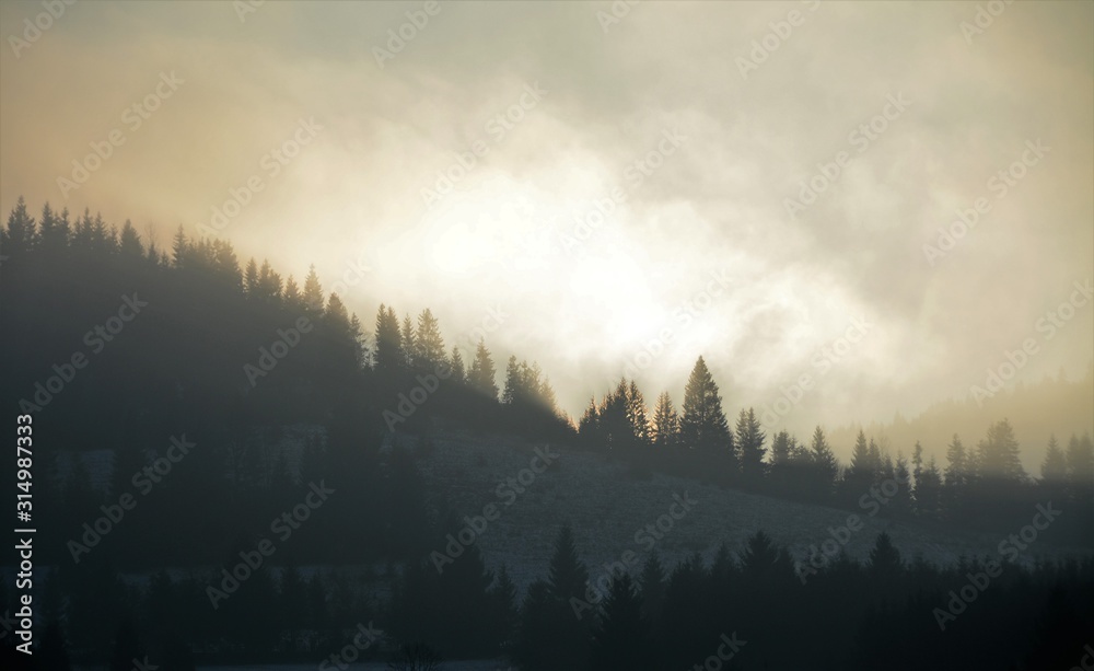 Obraz premium fog over the forest in the evening