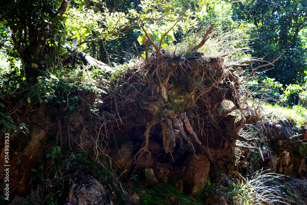 Fototapeta premium Meghamalai Forest Landscape - Stock Image