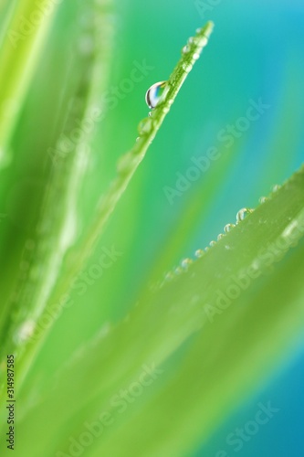grass stalks close-up in drops of grass on a blurred blue background.Grass in the dew.Lawn closeup in raindrops. Natural freshness. grass texture 