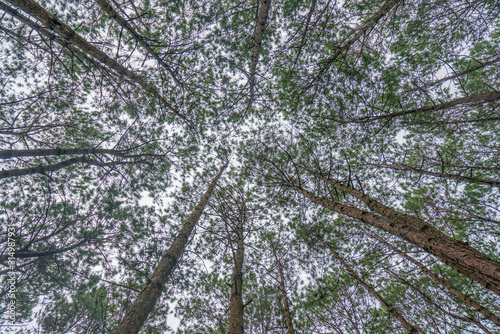 Bottom view of trunks trees in a pine forest