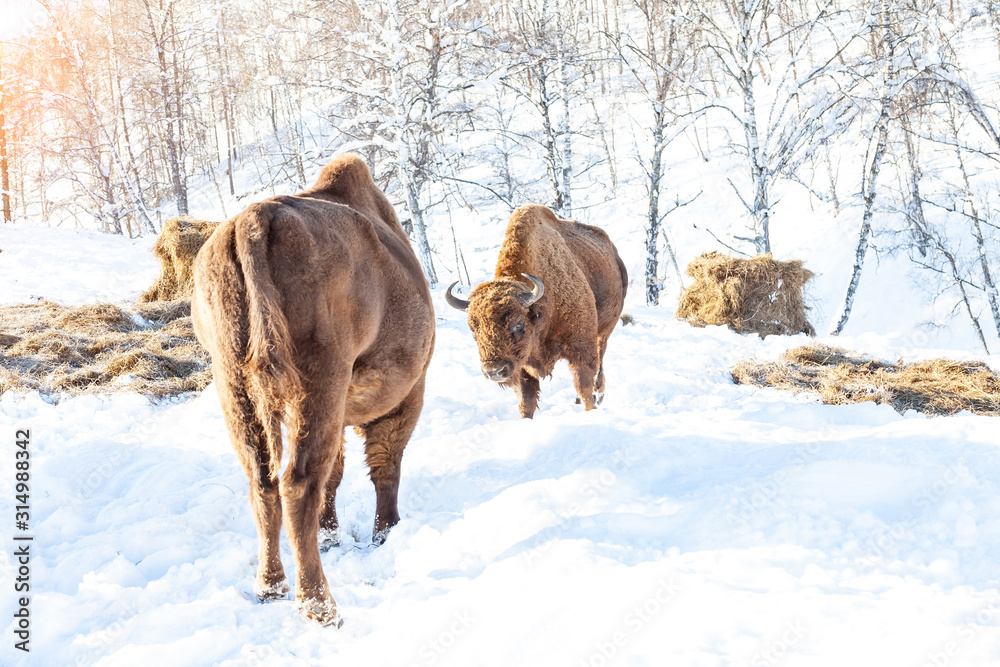 A large brown bison or wall street bull stands with its mouth open in the snow near the hay. An endangered species of animals listed in the Red Book. A large brown bison or wall street bull stands with its mouth open in the snow near the hay. An endangered species of animals listed in the Red Book.